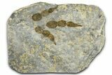 Dinosaur (Grallator) Track - Negative Impression #366830-1